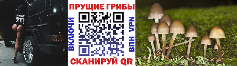 где найти   Старая Купавна  Псилоцибиновые грибы Cubensis 